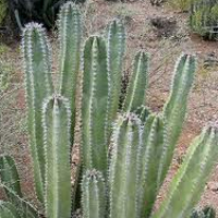 cactus-small