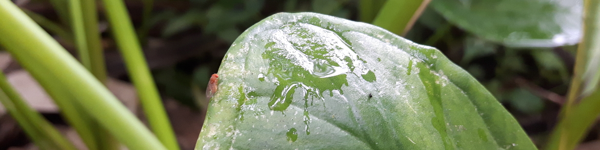 drosophila-on-green-leaf-sao-tome