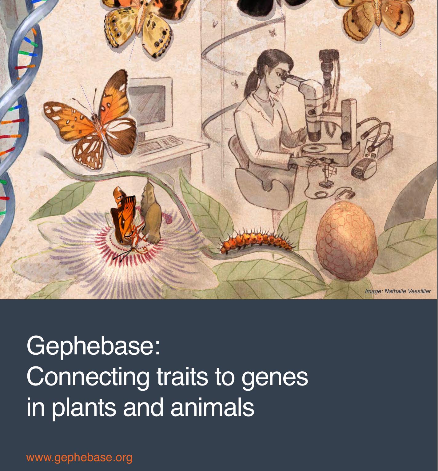gephebase